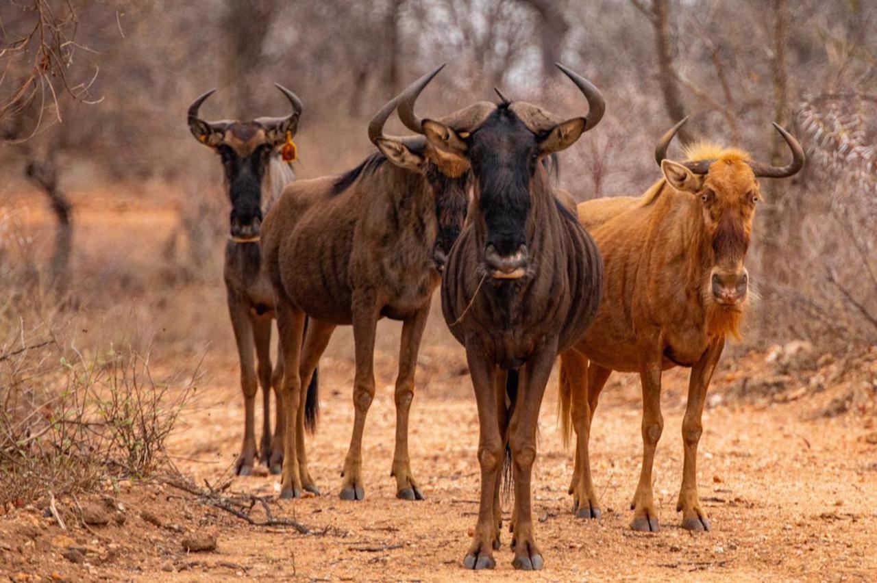 Hippomoon Lodge Game Reserve Hoedspruit Exterior photo